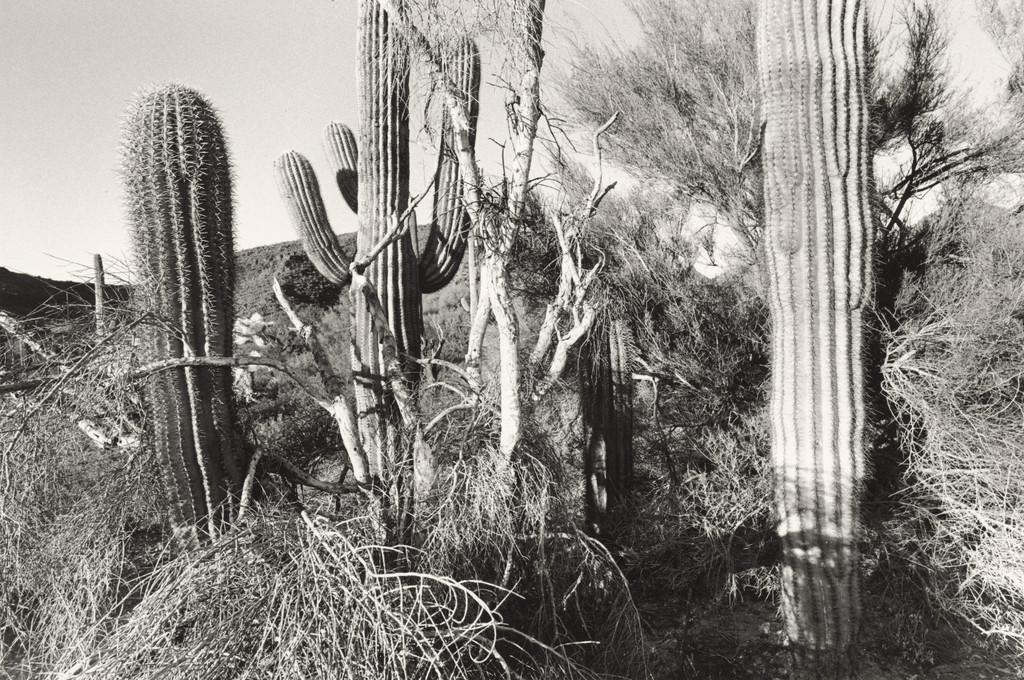 Arizona
