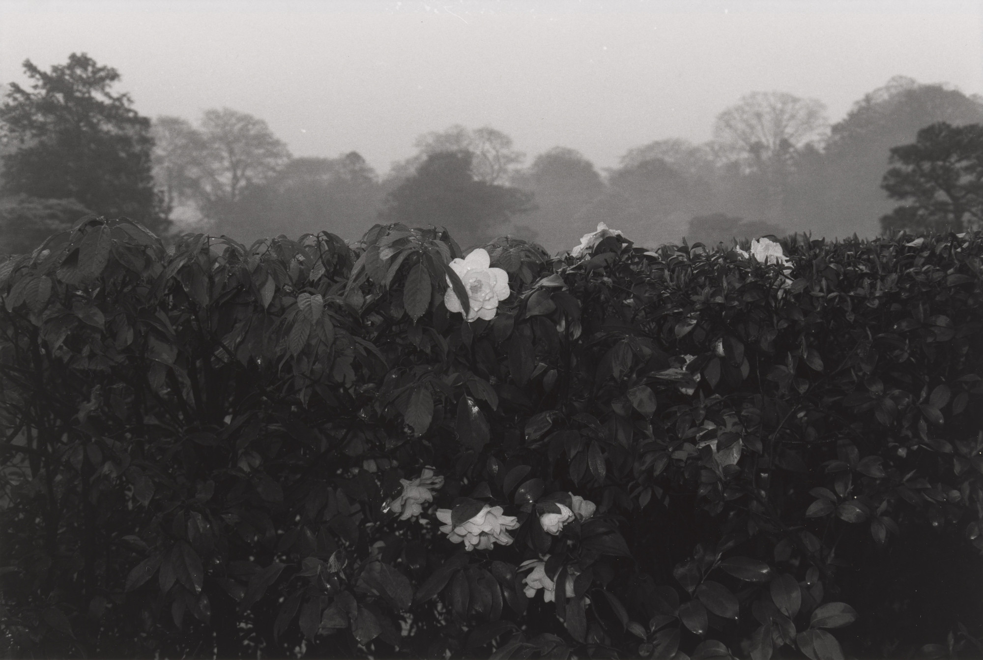Lee Friedlander. Kyoto, Japan. 1977