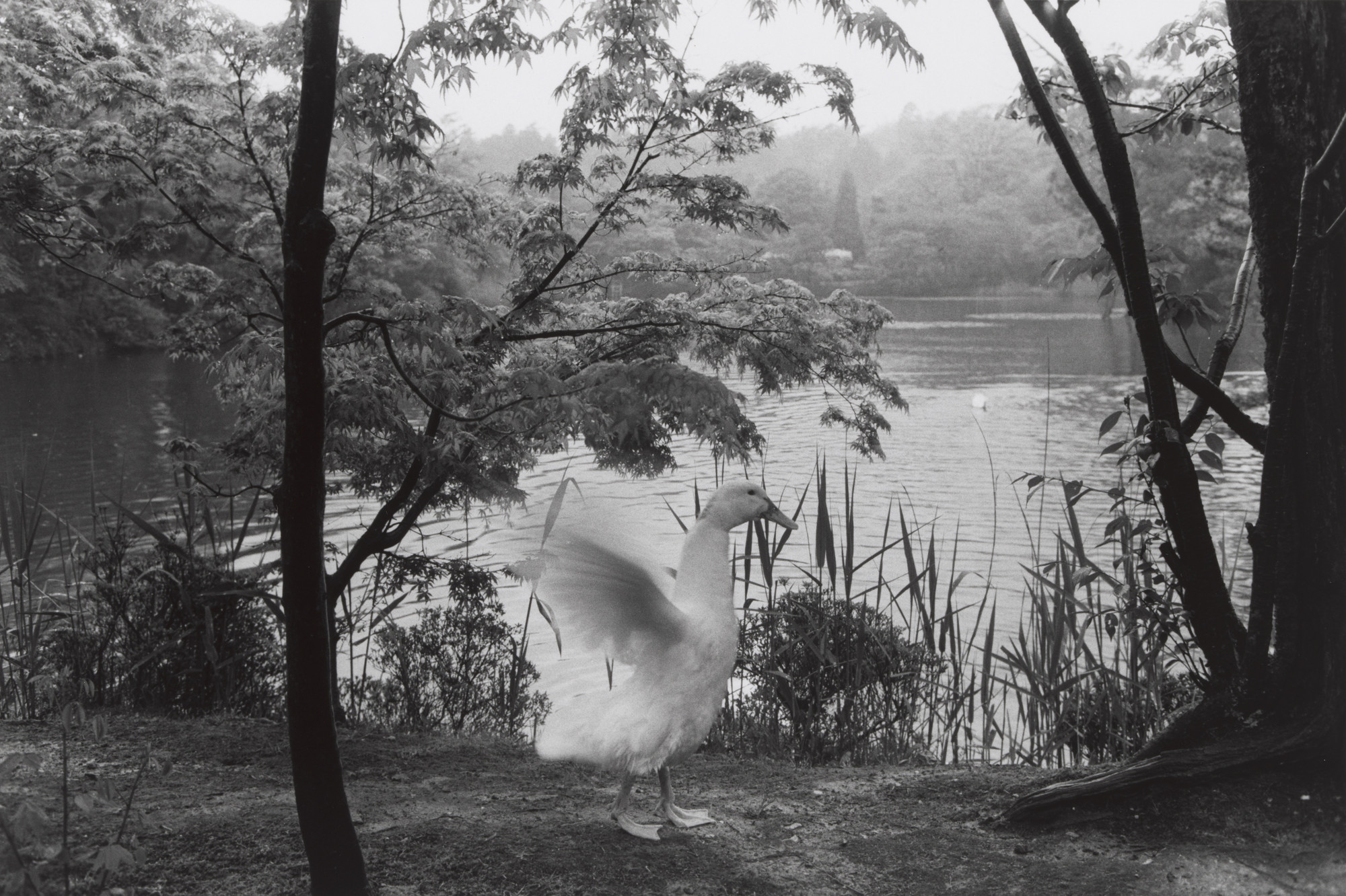 Lee Friedlander. Kyoto. 1977 | MoMA