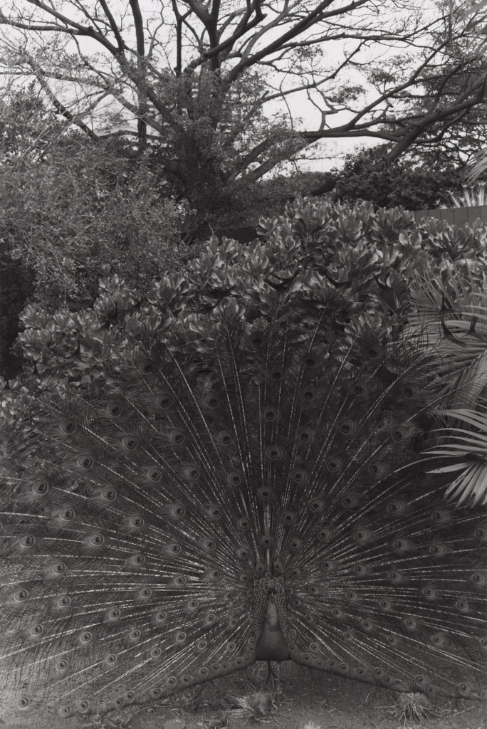 Honolulu, Hawaii, Lee Friedlander, 1977