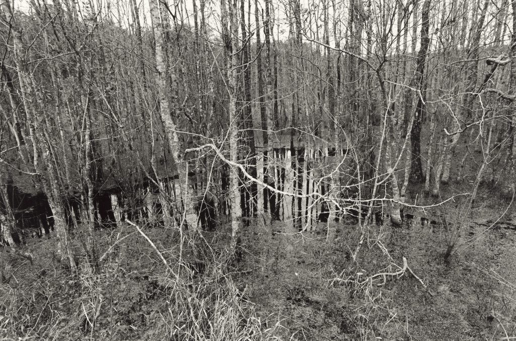 Florida, Lee Friedlander, 1989