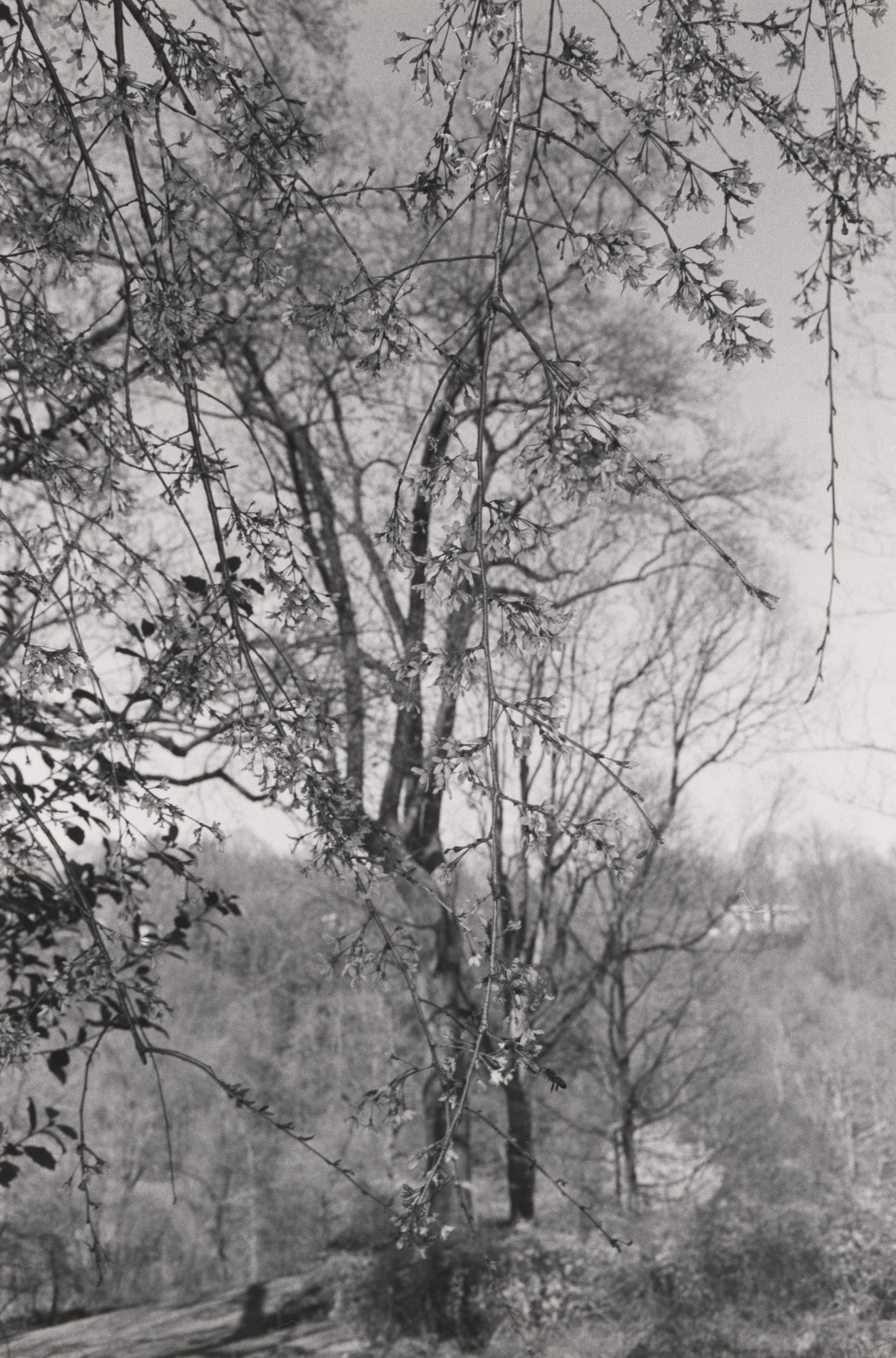 Lee Friedlander. Washington, D.C.