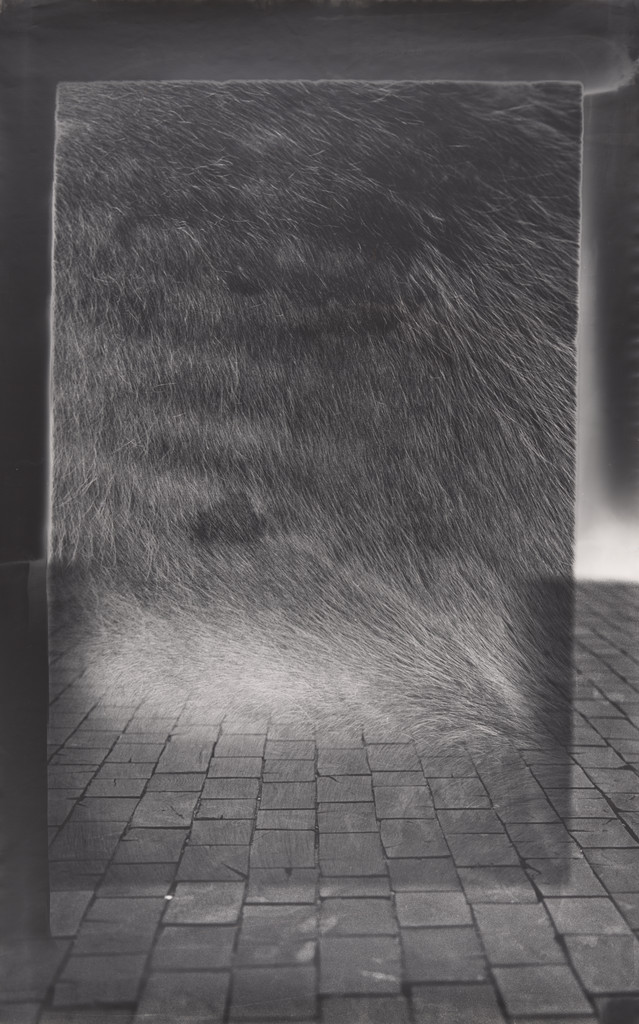 Attempted Exhibition of an Animal, No. 2