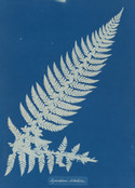 Anna Atkins. Aspidium Lobatium. 1853