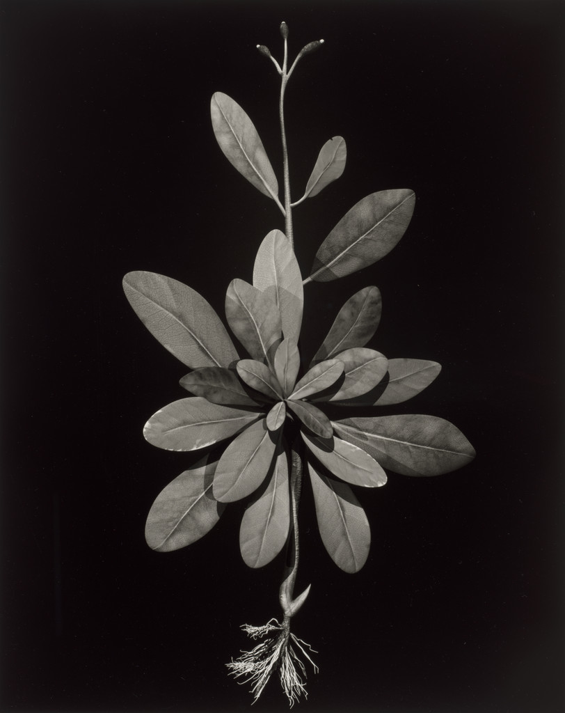 Specimen 07v podzim from Voynich Botanical Studies