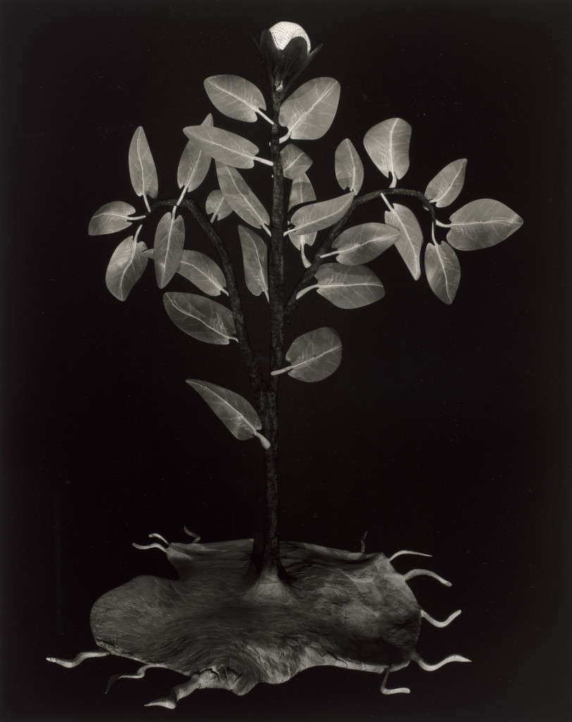 Plant