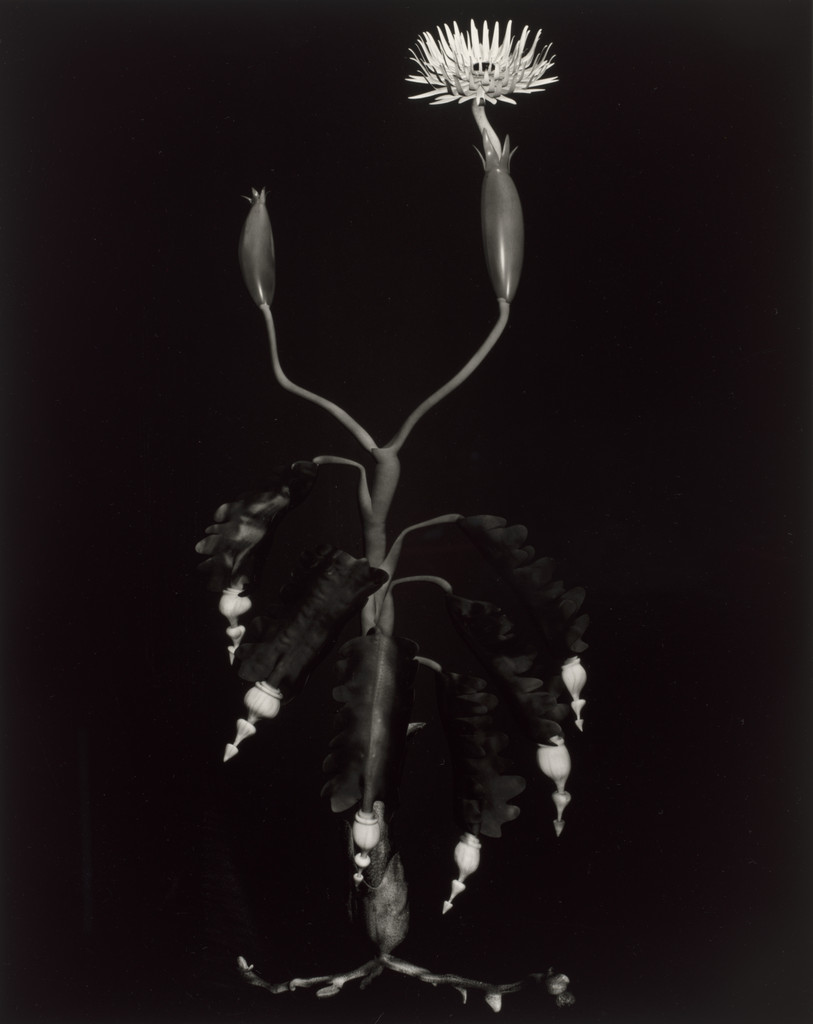 Specimen 15r jaro from Voynich Botanical Studies