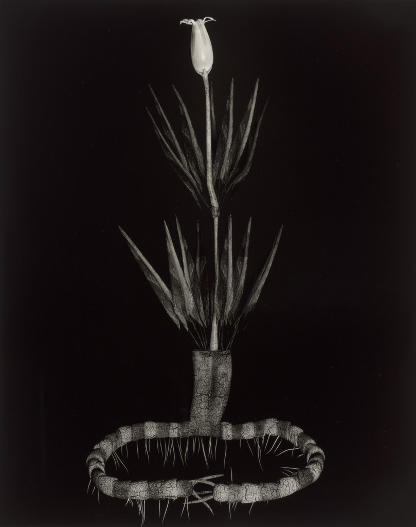 Specimen 14r podzim from Voynich Botanical Studies