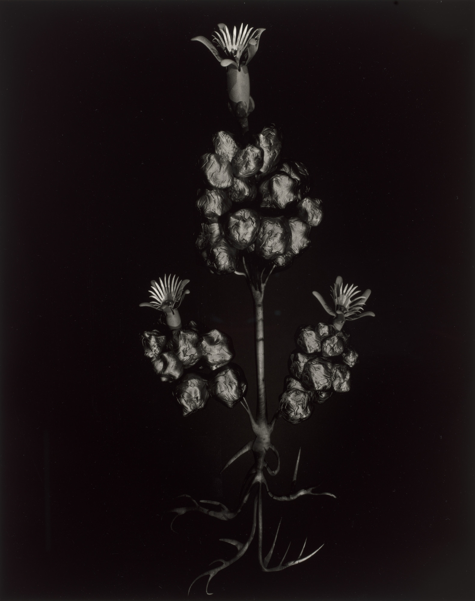 Ulrik Heltoft, Miljohn Ruperto. Specimen 23v jaro from Voynich Botanical Studies