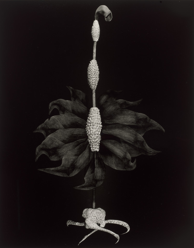 Specimen 28r zima from Voynich Botanical Studies