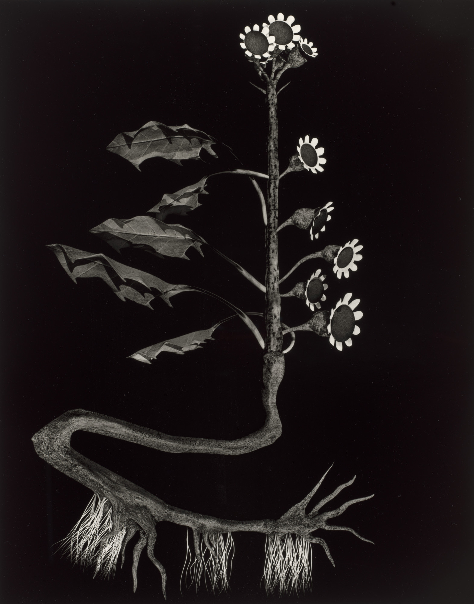 Ulrik Heltoft, Miljohn Ruperto. Specimen 31r leto from Voynich Botanical Studies
