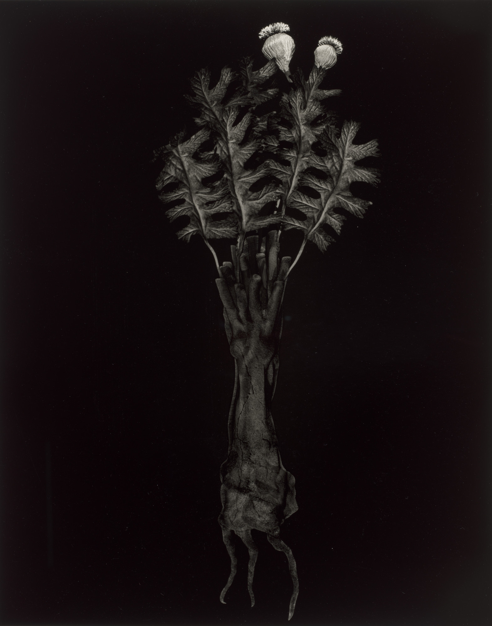 Ulrik Heltoft, Miljohn Ruperto. Specimen 44v zima from Voynich Botanical Studies
