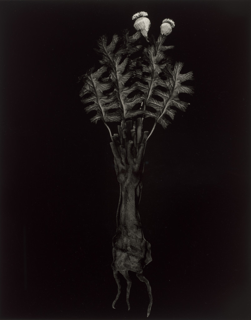 Specimen 44v zima from Voynich Botanical Studies