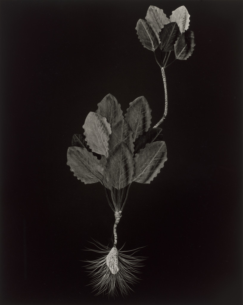 Specimen 47r leto from Voynich Botanical Studies