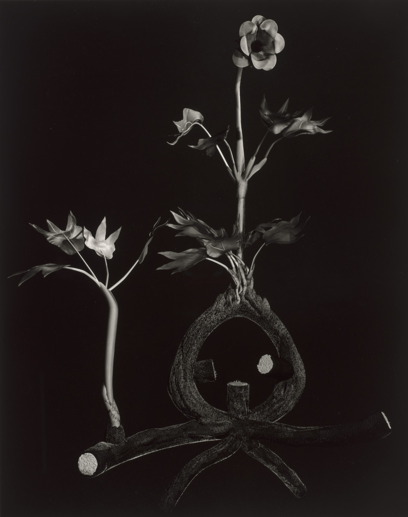 Specimen 52r podzim from Voynich Botanical Studies