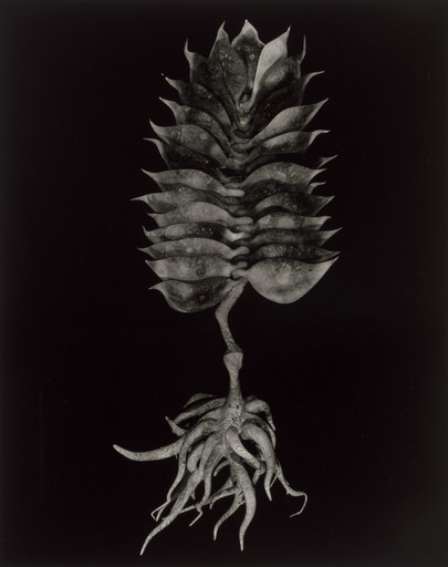 Specimen 03r zima from Voynich Botanical Studies
