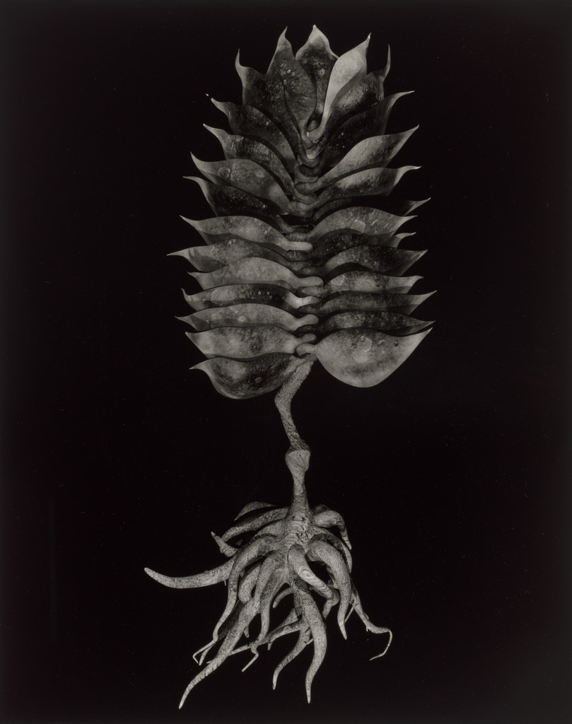 Plant