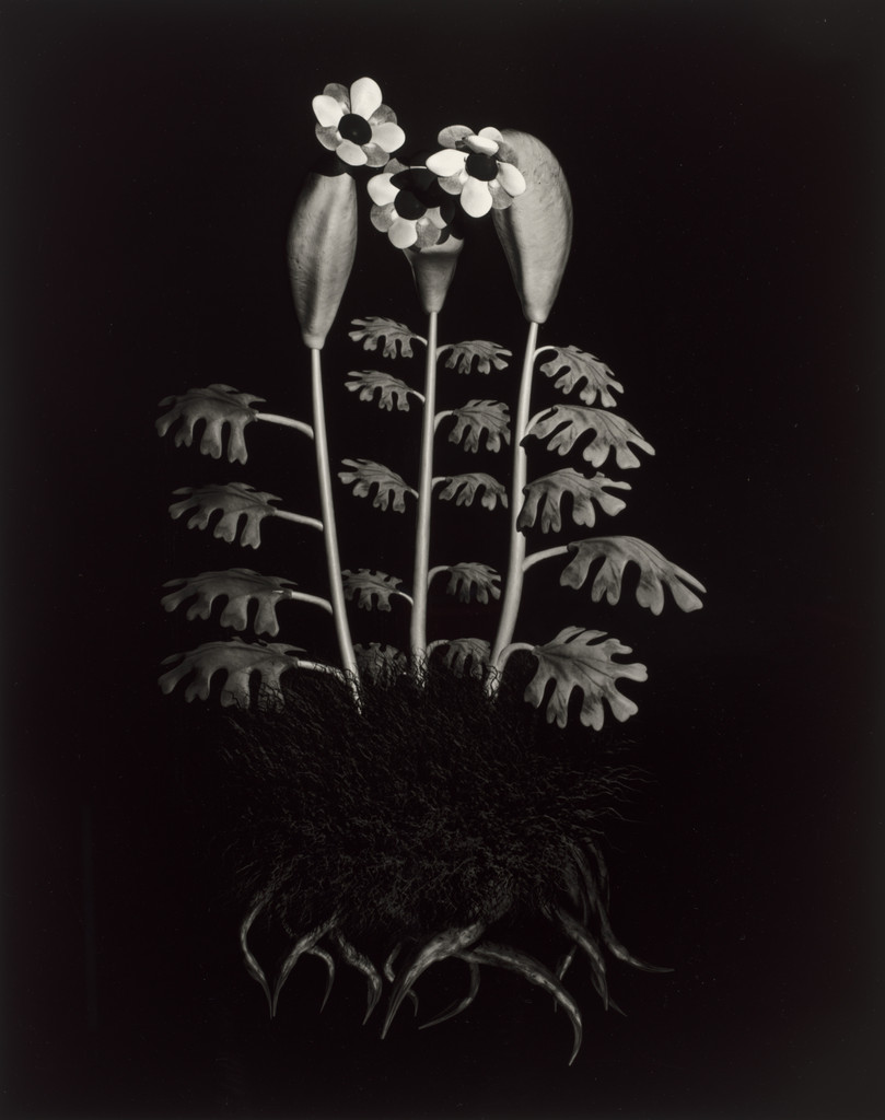 Specimen 55r zima from Voynich Botanical Studies