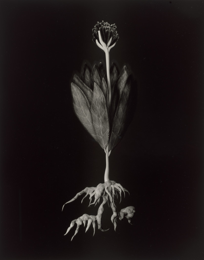 Specimen 55v jaro from Voynich Botanical Studies