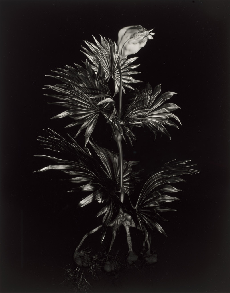 Specimen 56v podzim from Voynich Botanical Studies