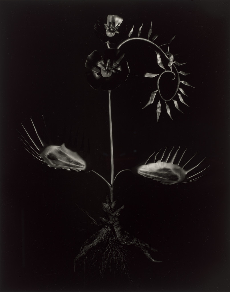 Specimen 56r podzim from Voynich Botanical Studies