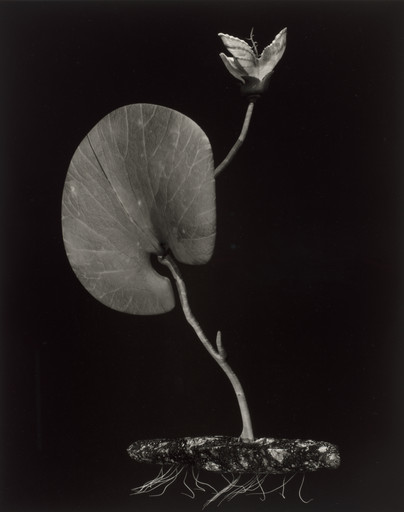 Specimen 02v jaro from Voynich Botanical Studies