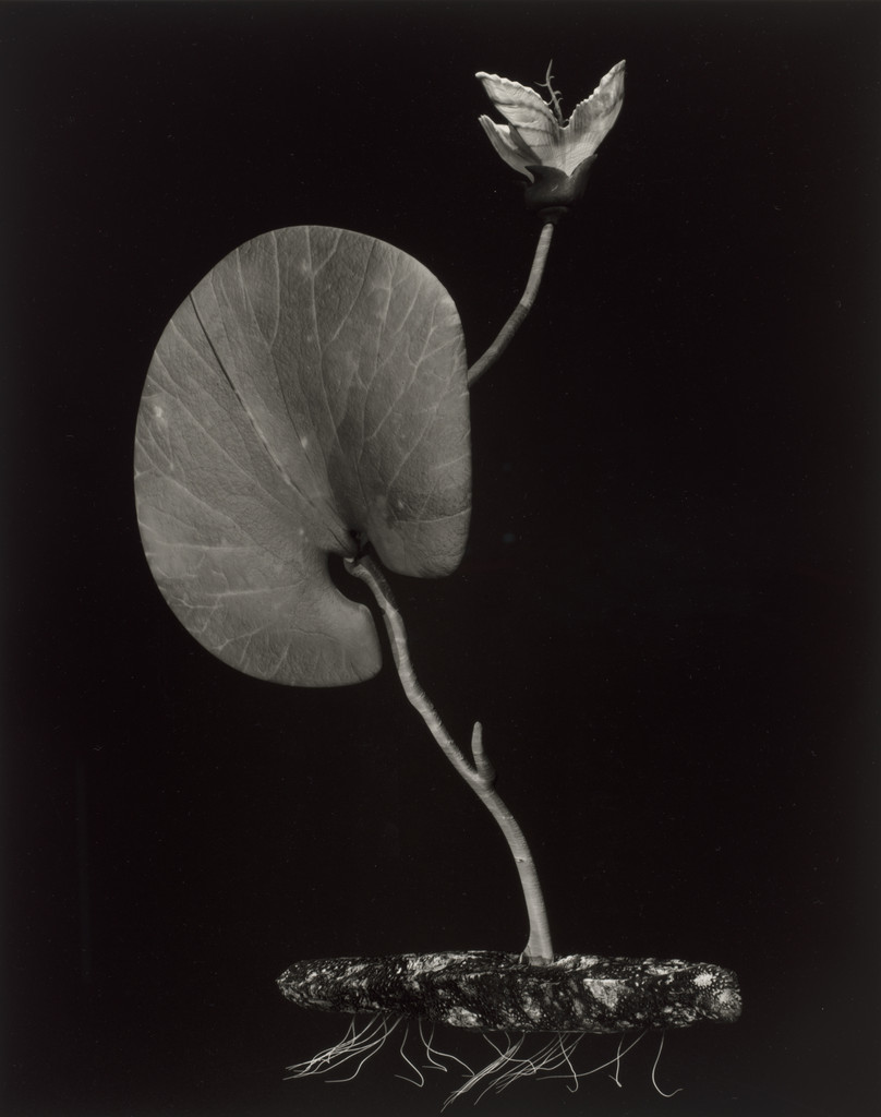 Specimen 02v jaro from Voynich Botanical Studies