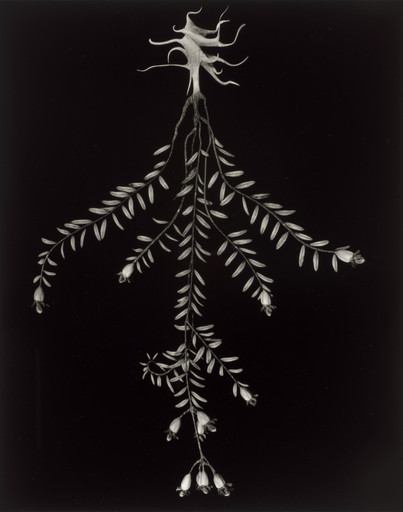 Specimen 04r podzim from Voynich Botanical Studies
