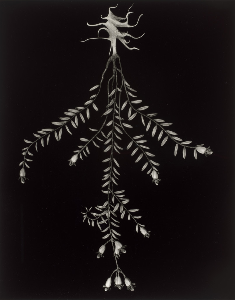 Specimen 04r podzim from Voynich Botanical Studies