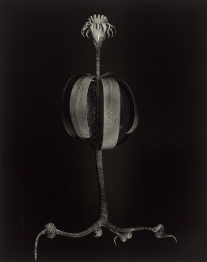 Specimen 05v leto from Voynich Botanical Studies