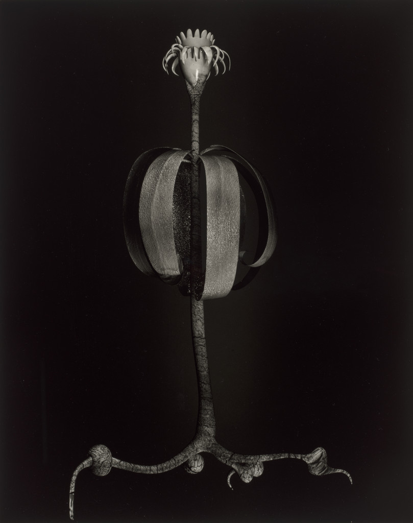 Specimen 05v leto from Voynich Botanical Studies