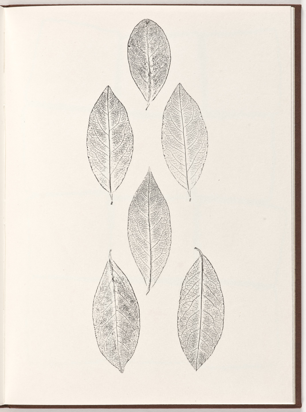 Ana Mendieta, Carl Andre. Plate (folio 22) from Pietre Foglie. 1984