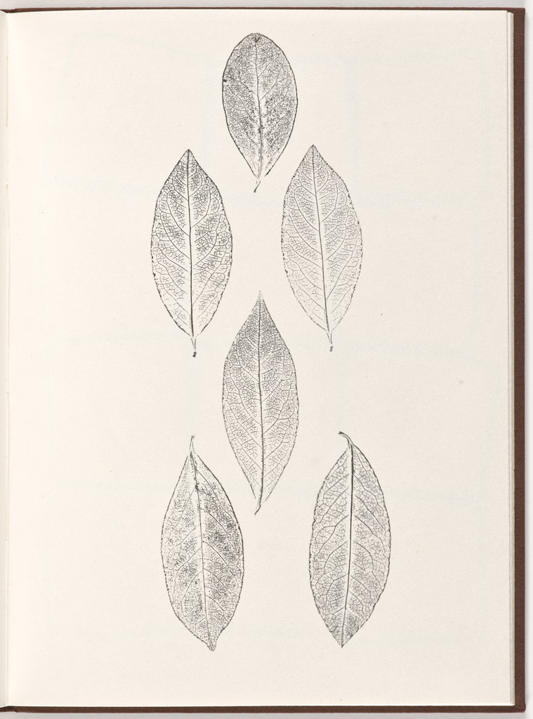 Plate (folio 22) from Pietre Foglie