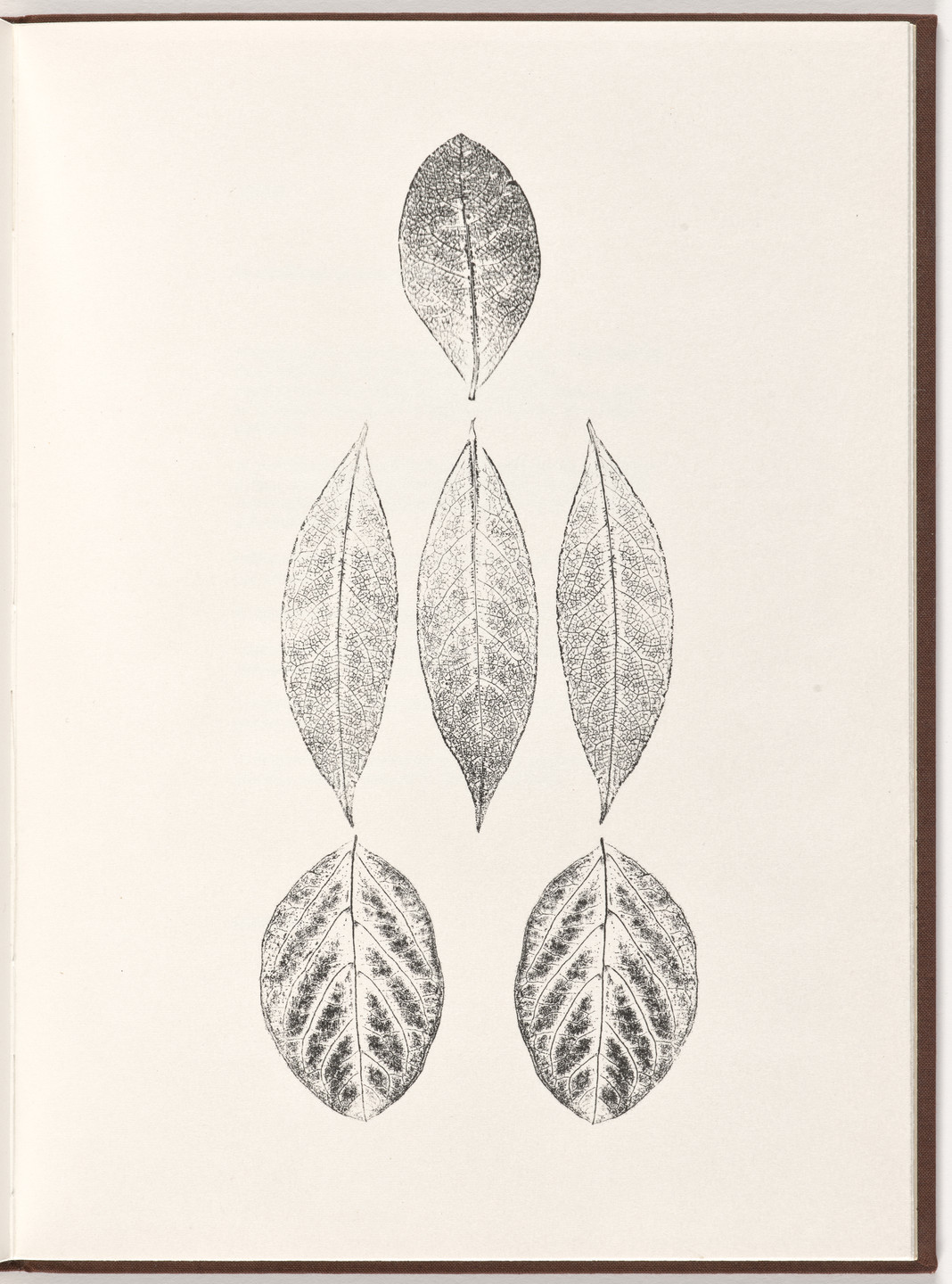 Ana Mendieta, Carl Andre. Plate (folio 24) from Pietre Foglie. 1984