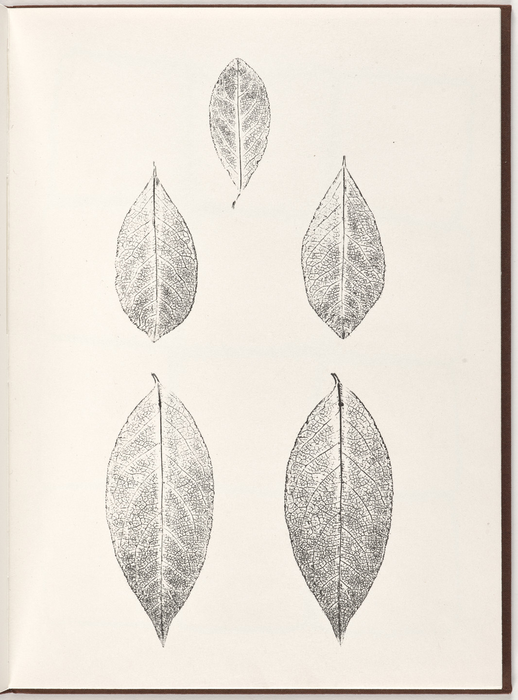 Ana Mendieta, Carl Andre. Plate (folio 10) from Pietre Foglie. 1984