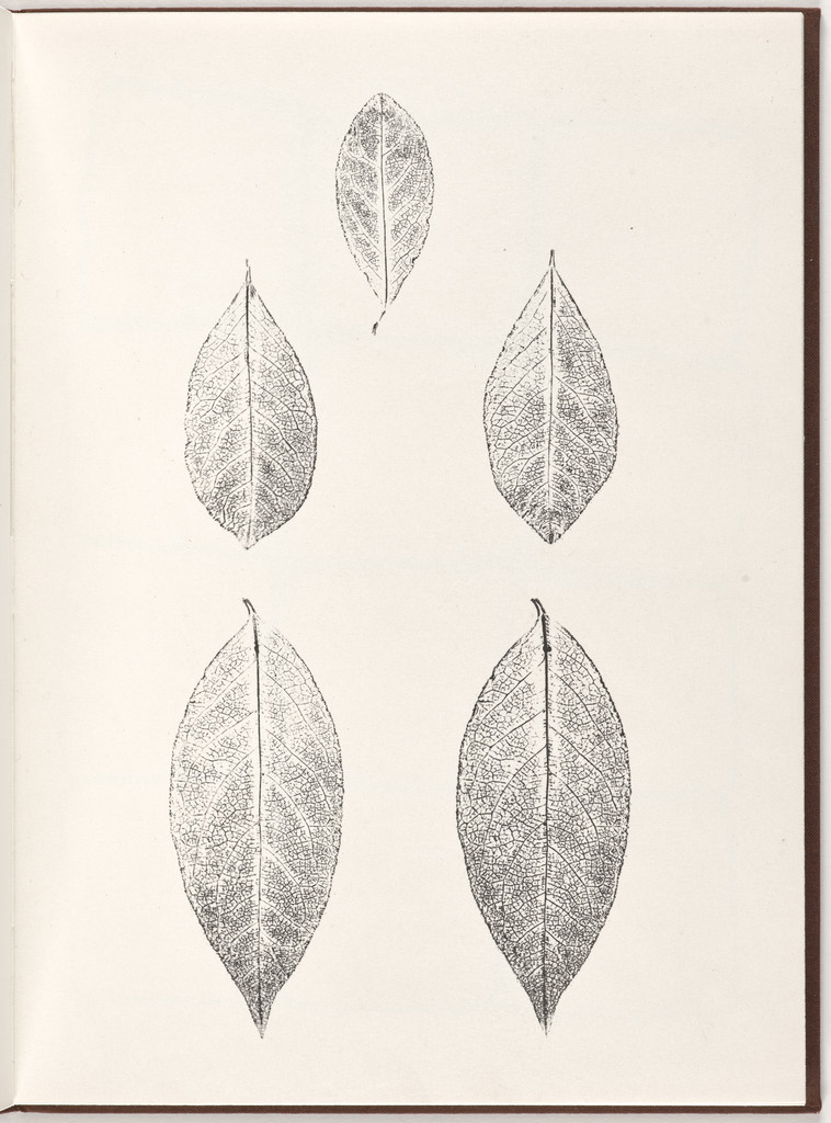 Plate (folio 10) from Pietre Foglie