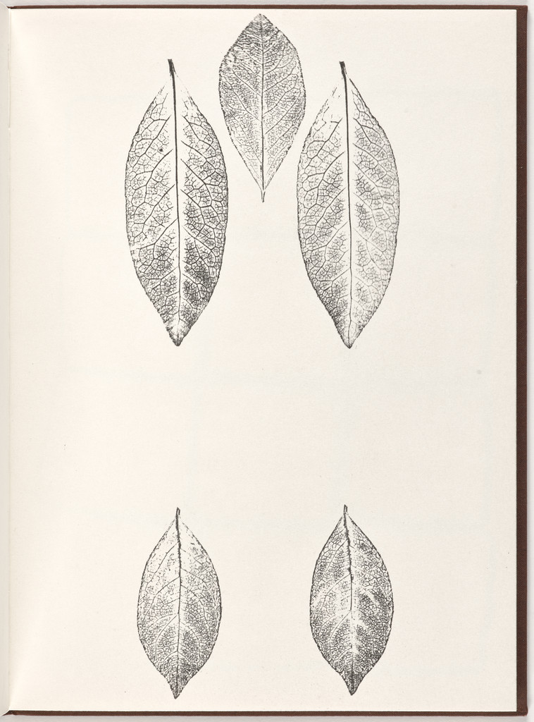 Plate (folio 12) from Pietre Foglie