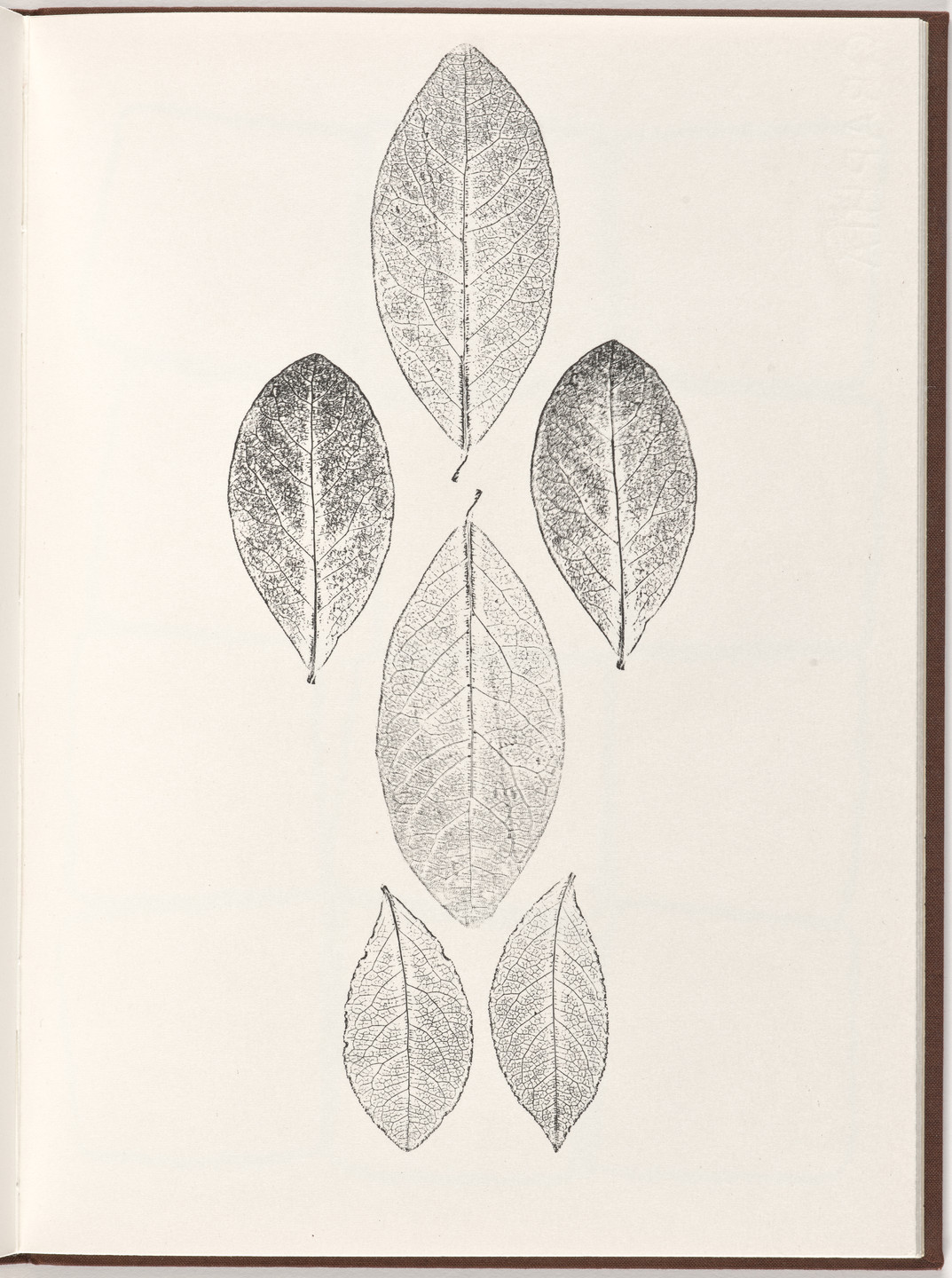 Ana Mendieta, Carl Andre. Plate (folio 20) from Pietre Foglie. 1984