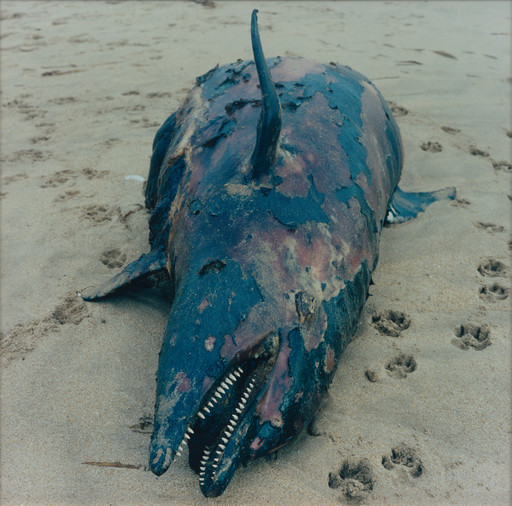 Dauphin (Dolphin)