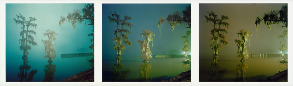 Swamp Louisiana