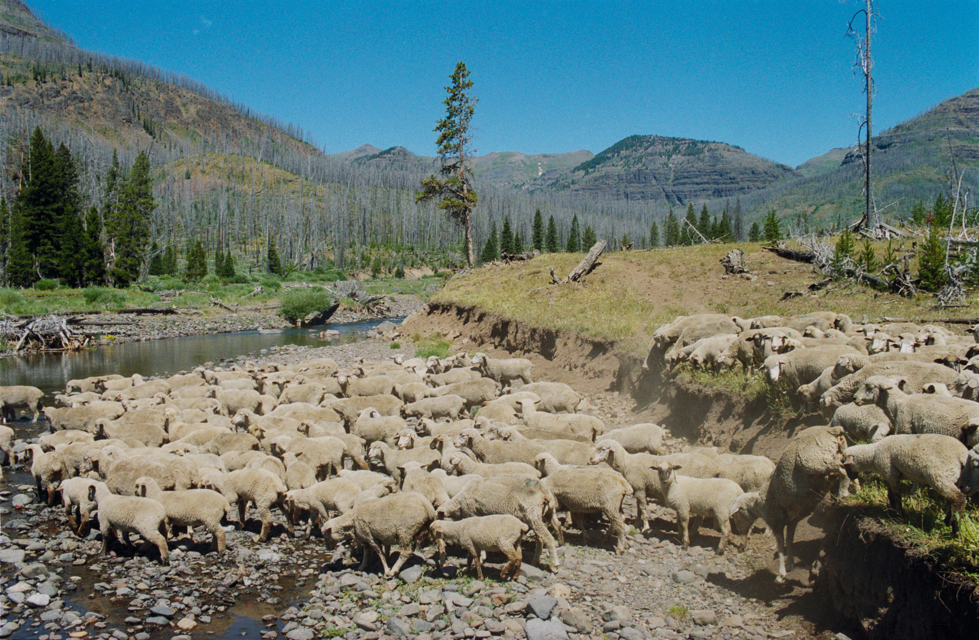 Lucien Castaing-Taylor. Sweetgrass. 2009