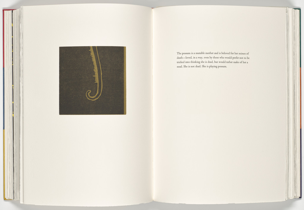 Opossum (plate, folio 37 verso) from A Bestiary