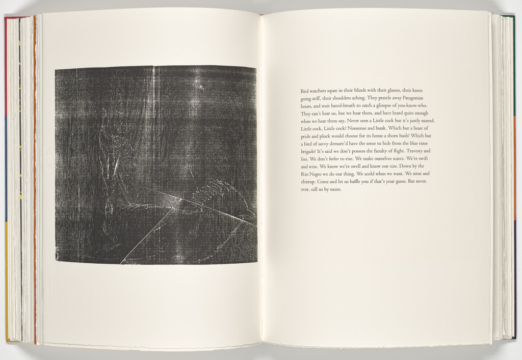 Little Cock (plate, folio 39 verso) from A Bestiary