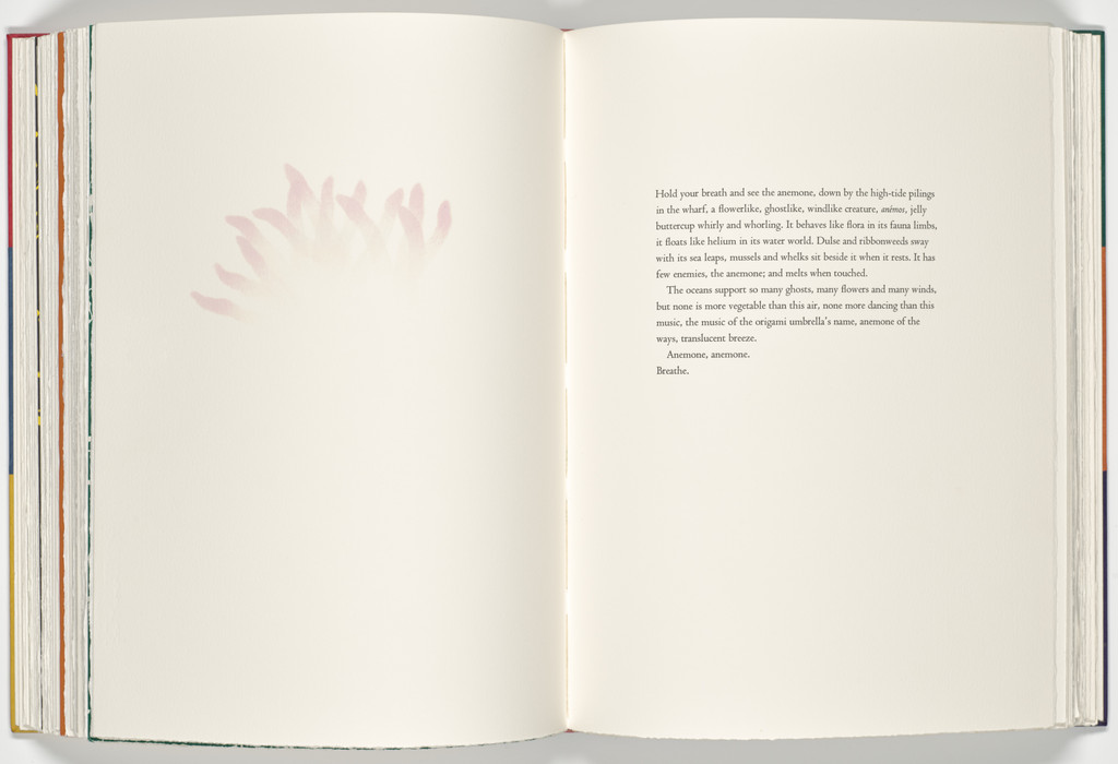 Anemone (plate, folio 47 verso) from A Bestiary