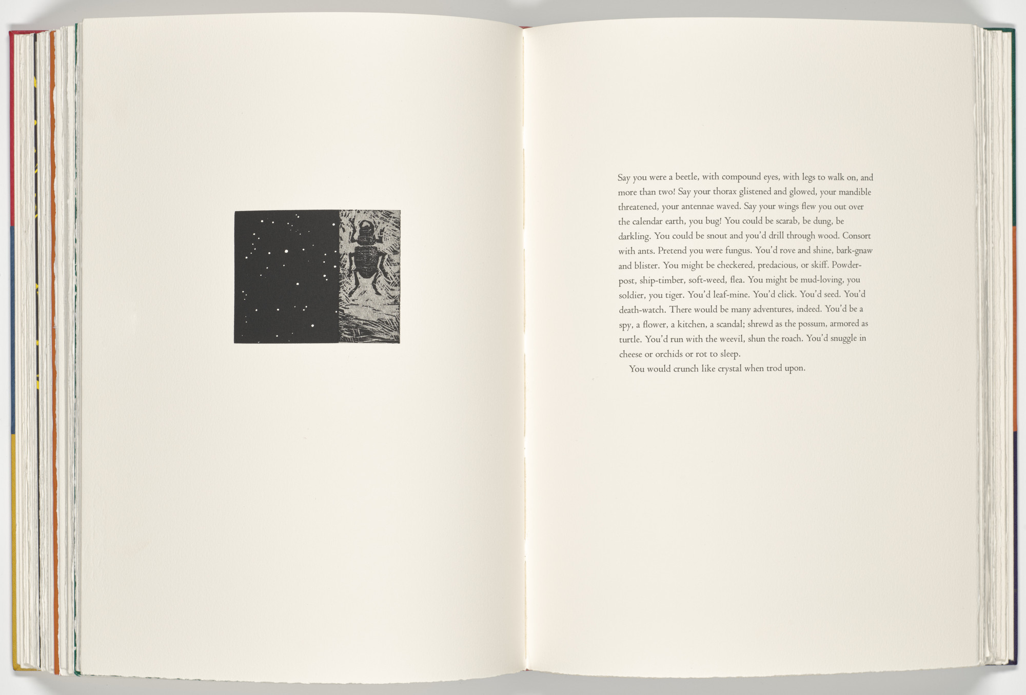 Vija Celmins. Beetle (plate, folio 51 verso) from A Bestiary