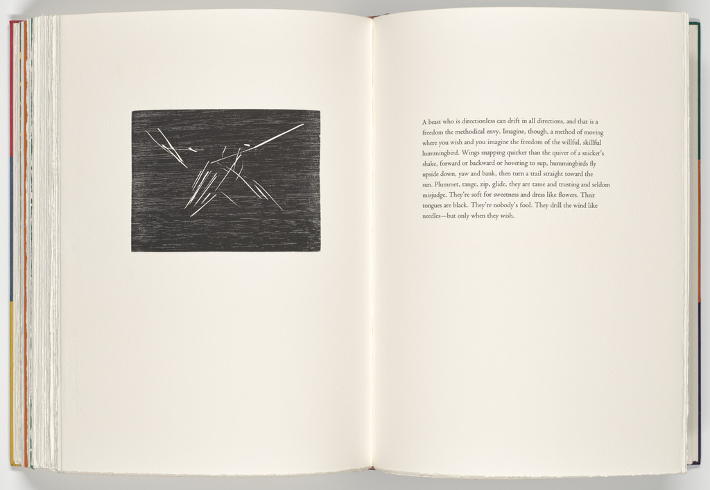 Hummingbird (plate, folio 73 verso) from A Bestiary