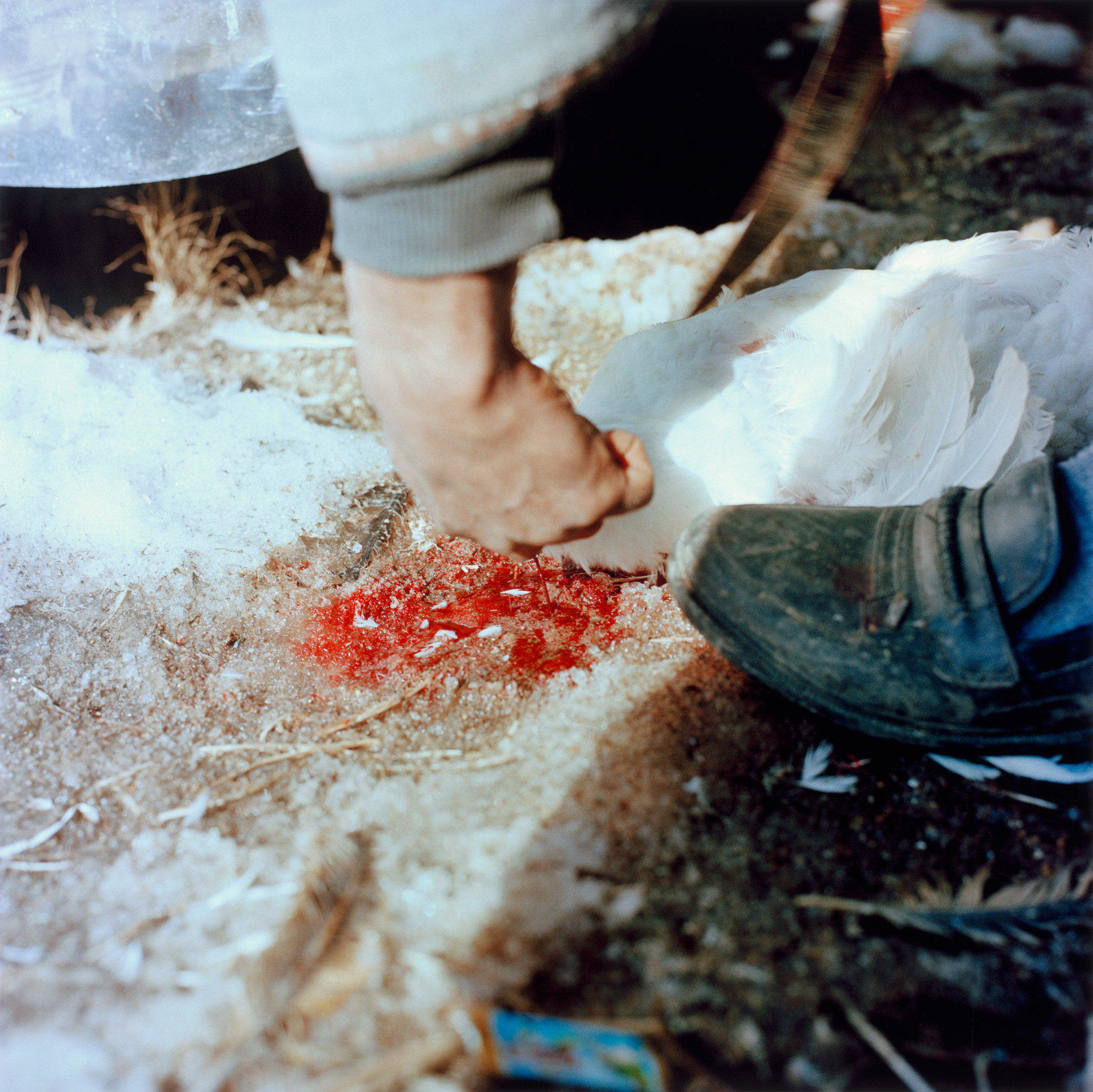 Sohrab Hura. Untitled