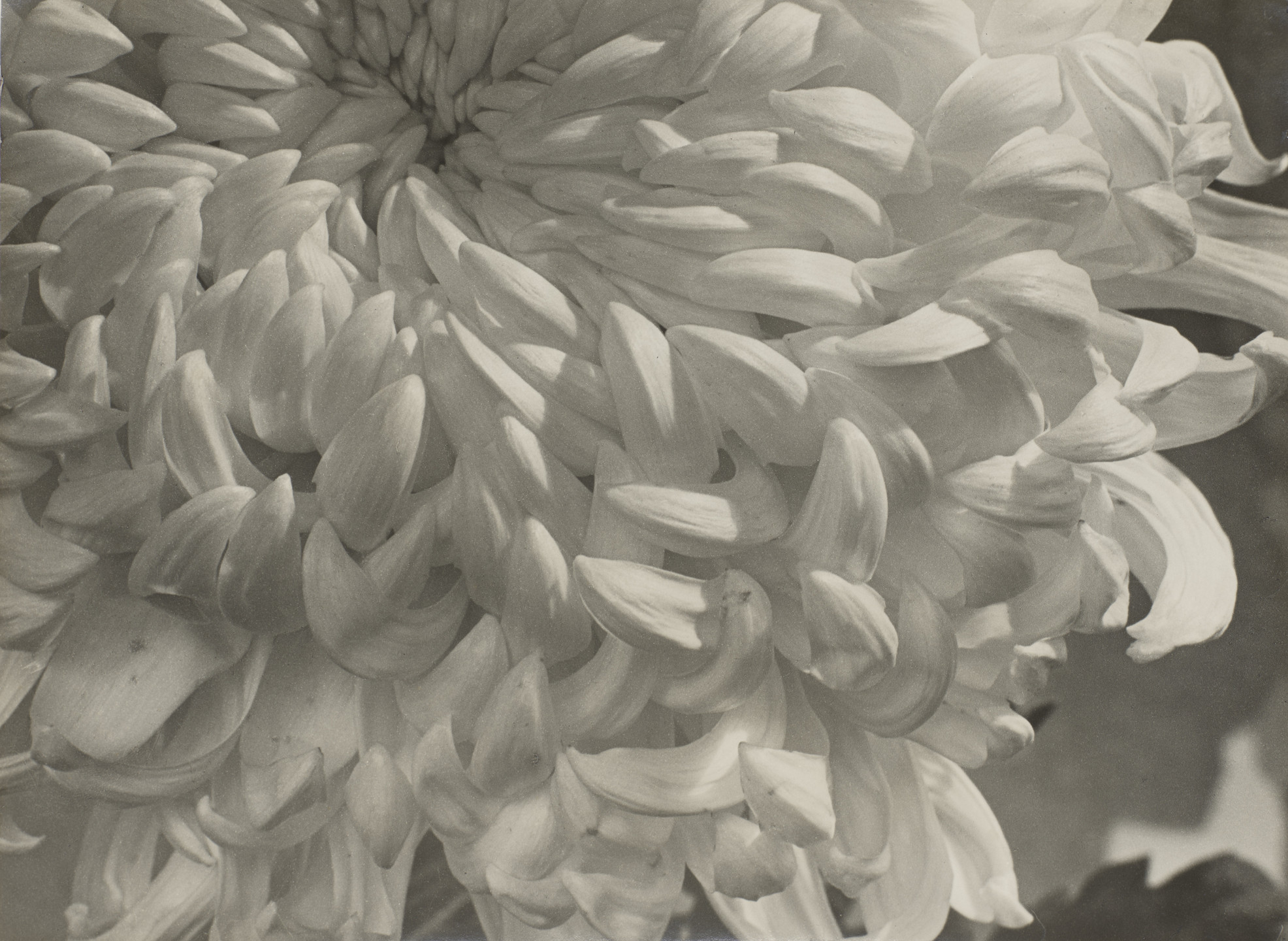 Alma Lavenson. Chrysanthemum. 1931