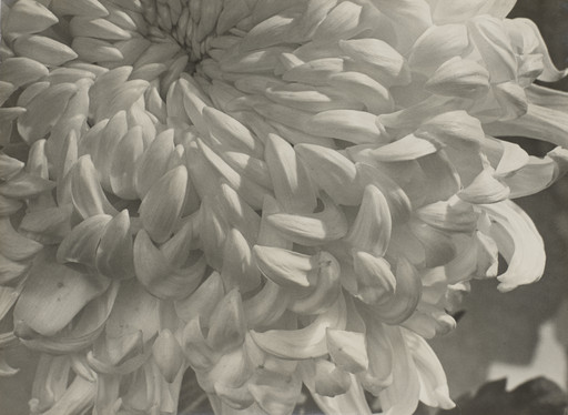 Chrysanthemum