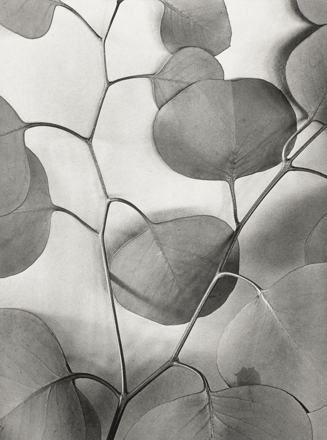 Alma Lavenson. Eucalyptus Leaves. 1933